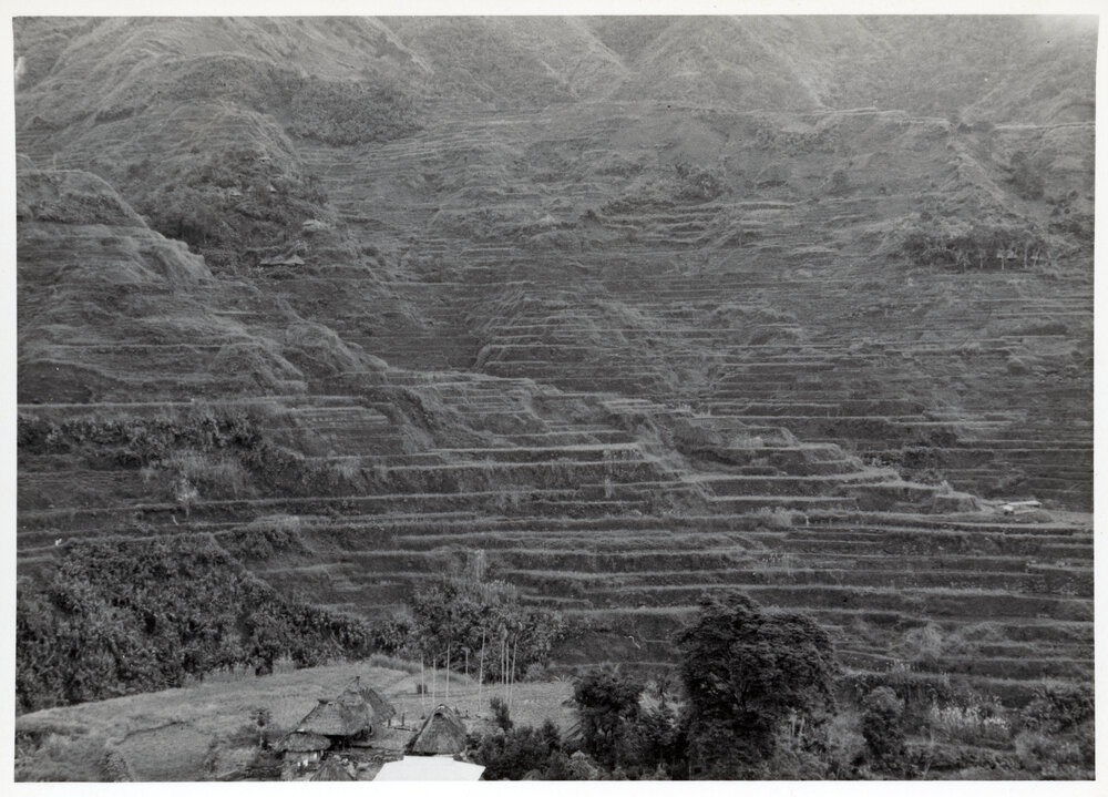 Rice Terraces, Ifugao