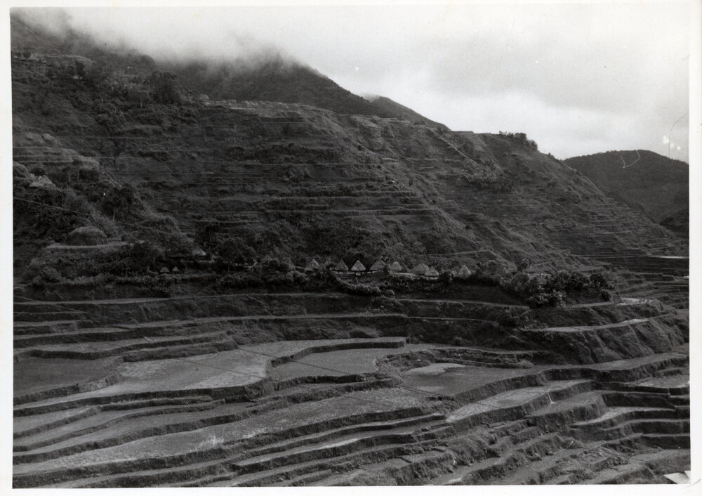Rice Terraces, Ifugao