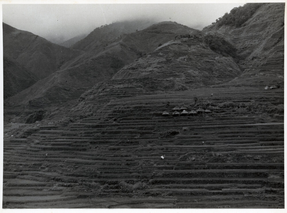 Rice Terraces, Ifugao