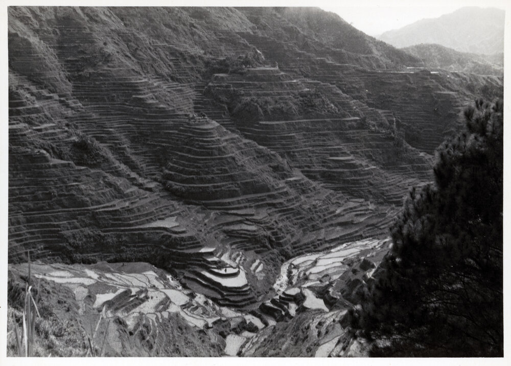 Rice Terraces, Ifugao