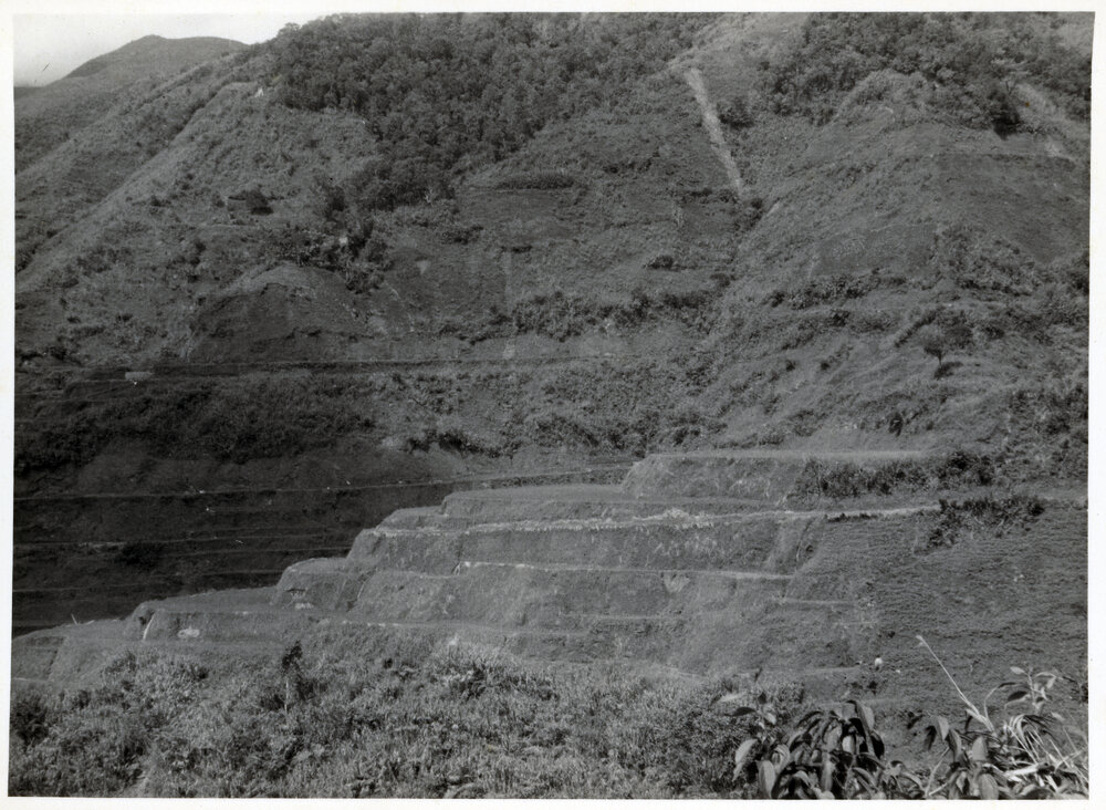 Rice Terraces, Ifugao