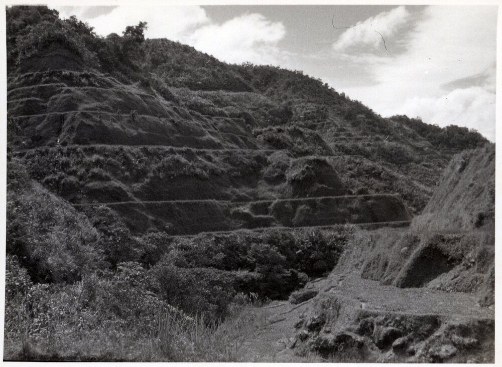 Rice Terraces, Ifugao