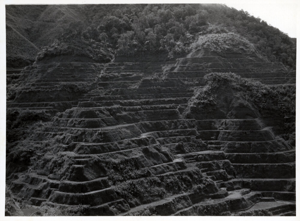 Rice Terraces, Ifugao
