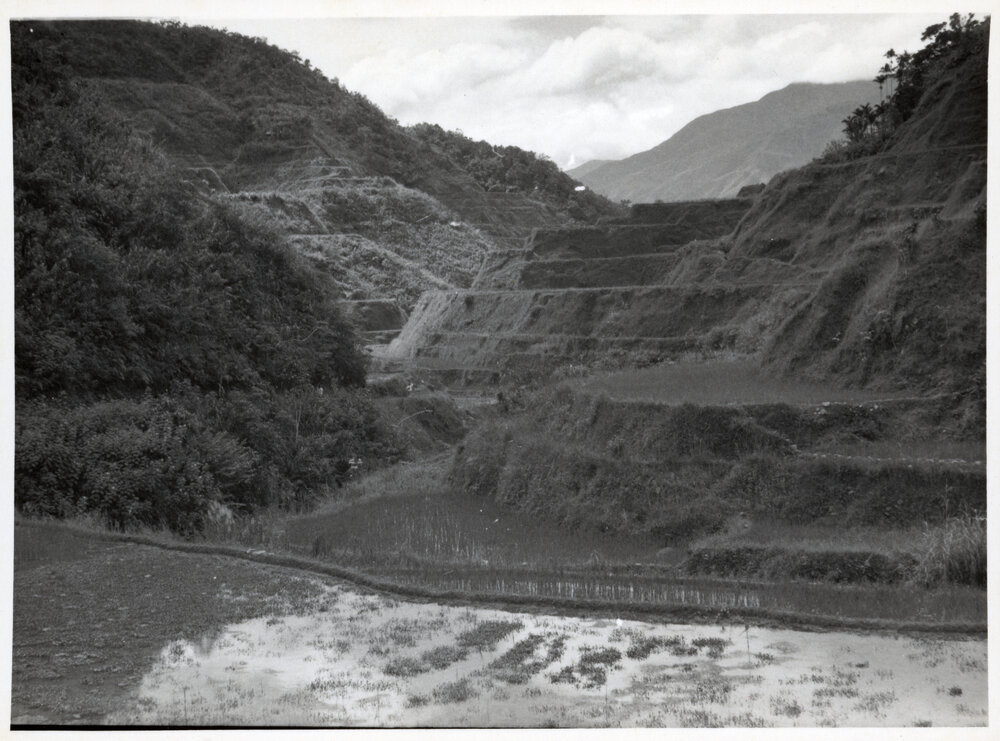 Rice Terraces, Ifugao