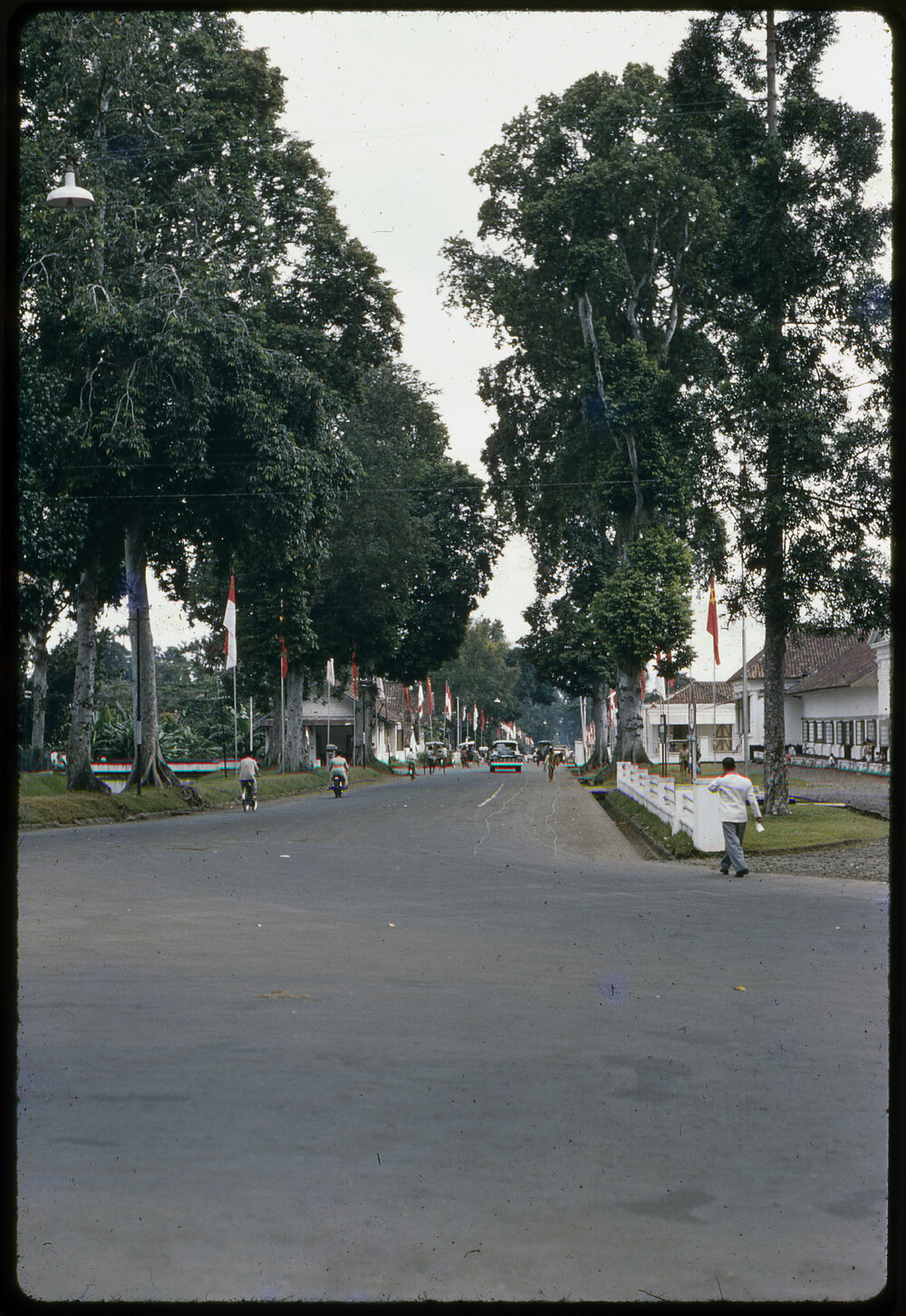 Tree-Lined Street with Flags