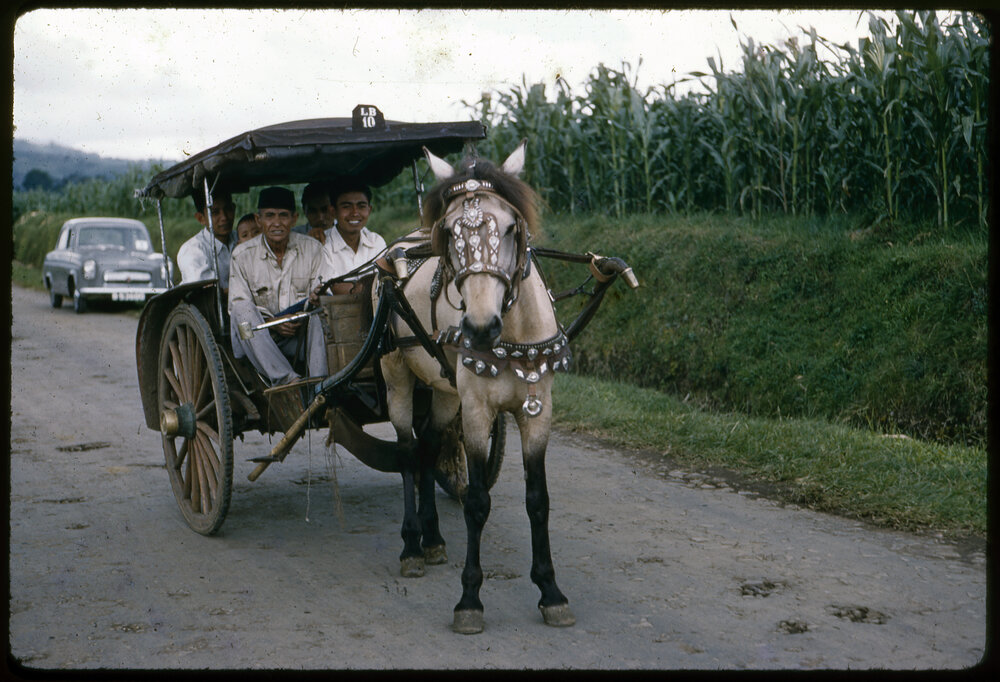 Horse Drawn Carriage