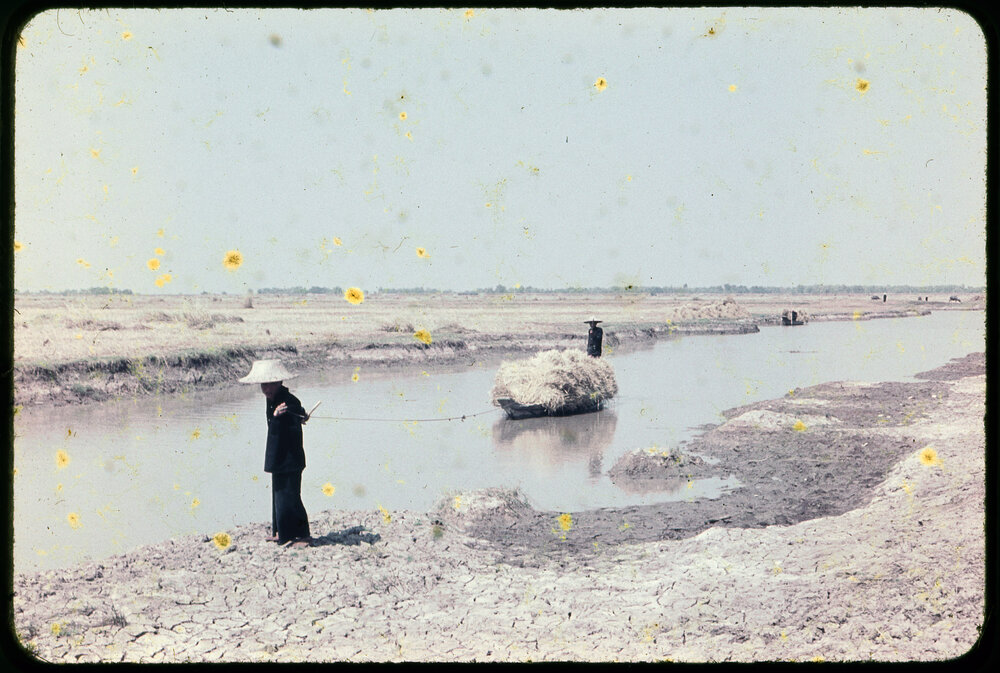 Bringing in Hay, Thailand