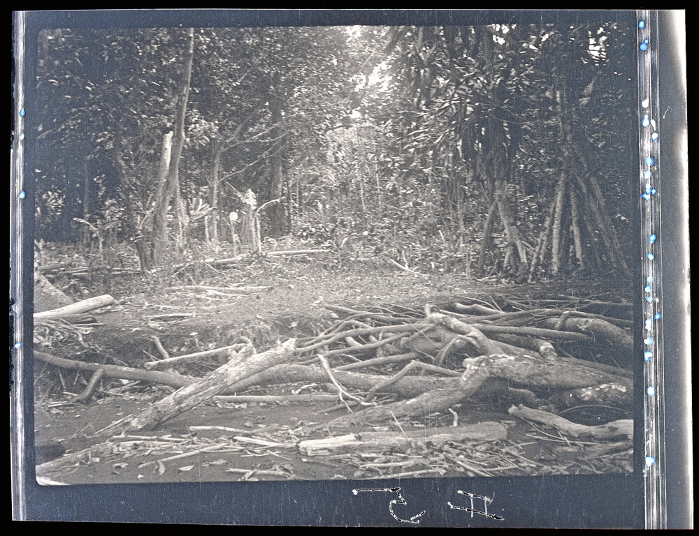 [Manum Island, New Guinea] A Corner of a Village Garden (Abara) Near the Sea-shore. (Belongs to Borautsi&rsquo;i of Waia)