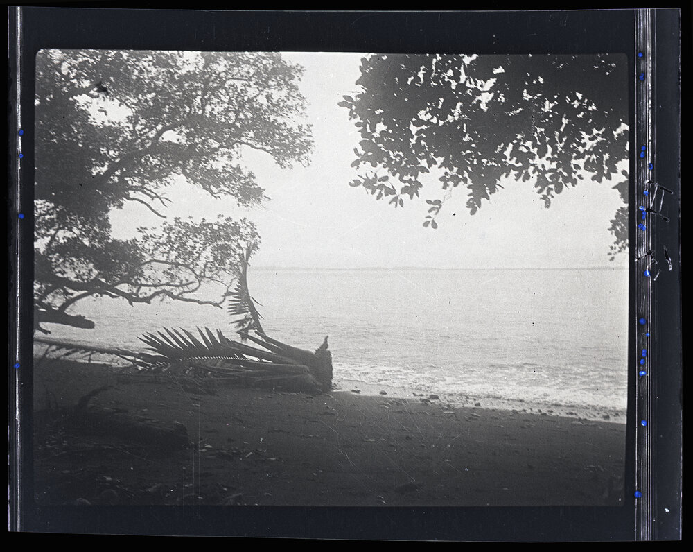 [Manum Island, New Guinea] A Large Tree from the Sepic or Ramu Rivers Washed up on the Tsogari Beach