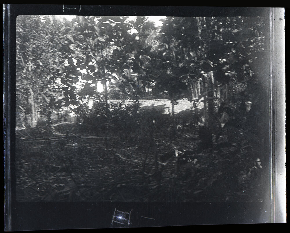 [Manum Island, New Guinea] A Garden in Waia Cut Down Preparatory to Being Burnt off
