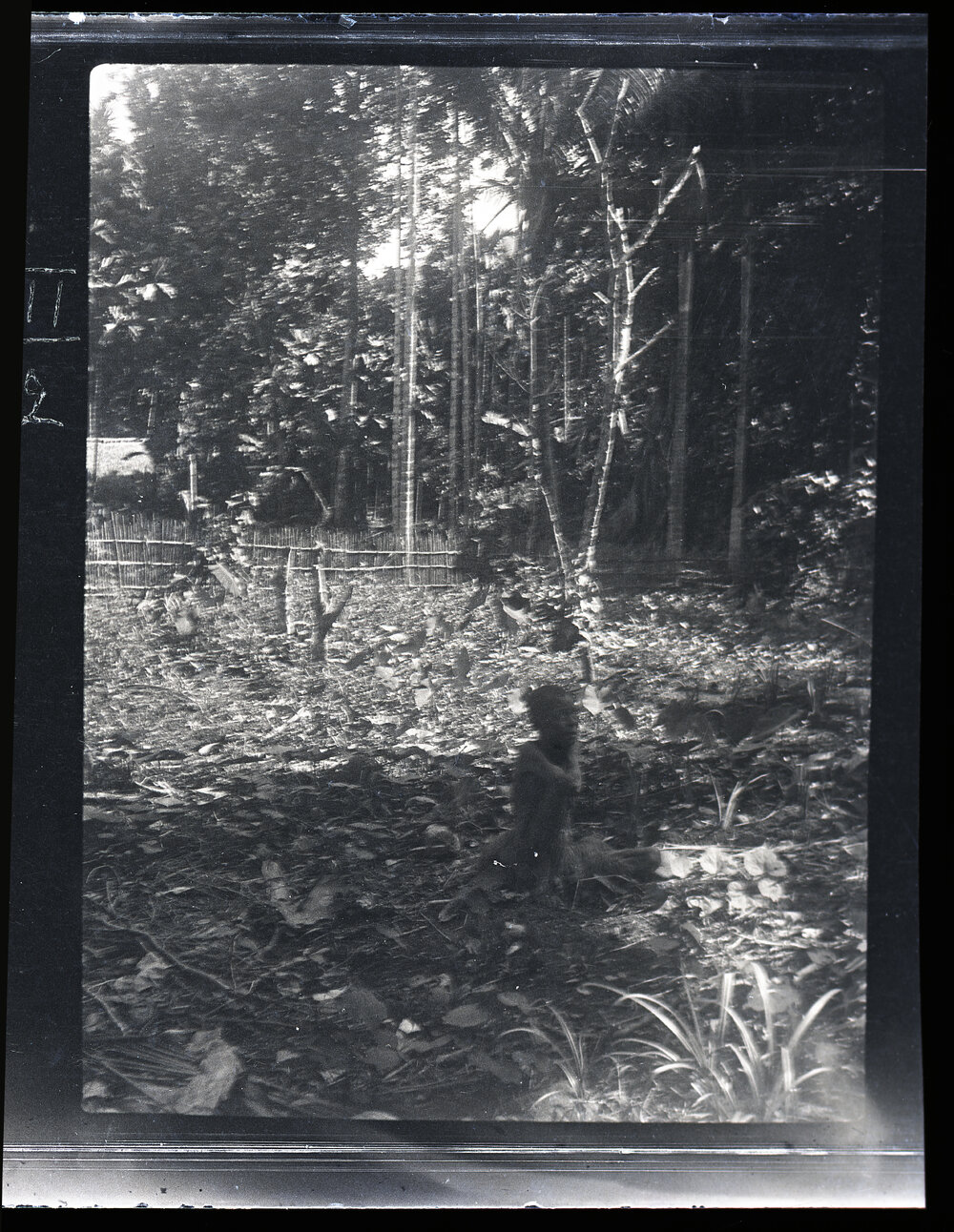 [Manum Island, New Guinea] A Village Garden in Waia with Tsaba&rsquo;ira Planting Taro