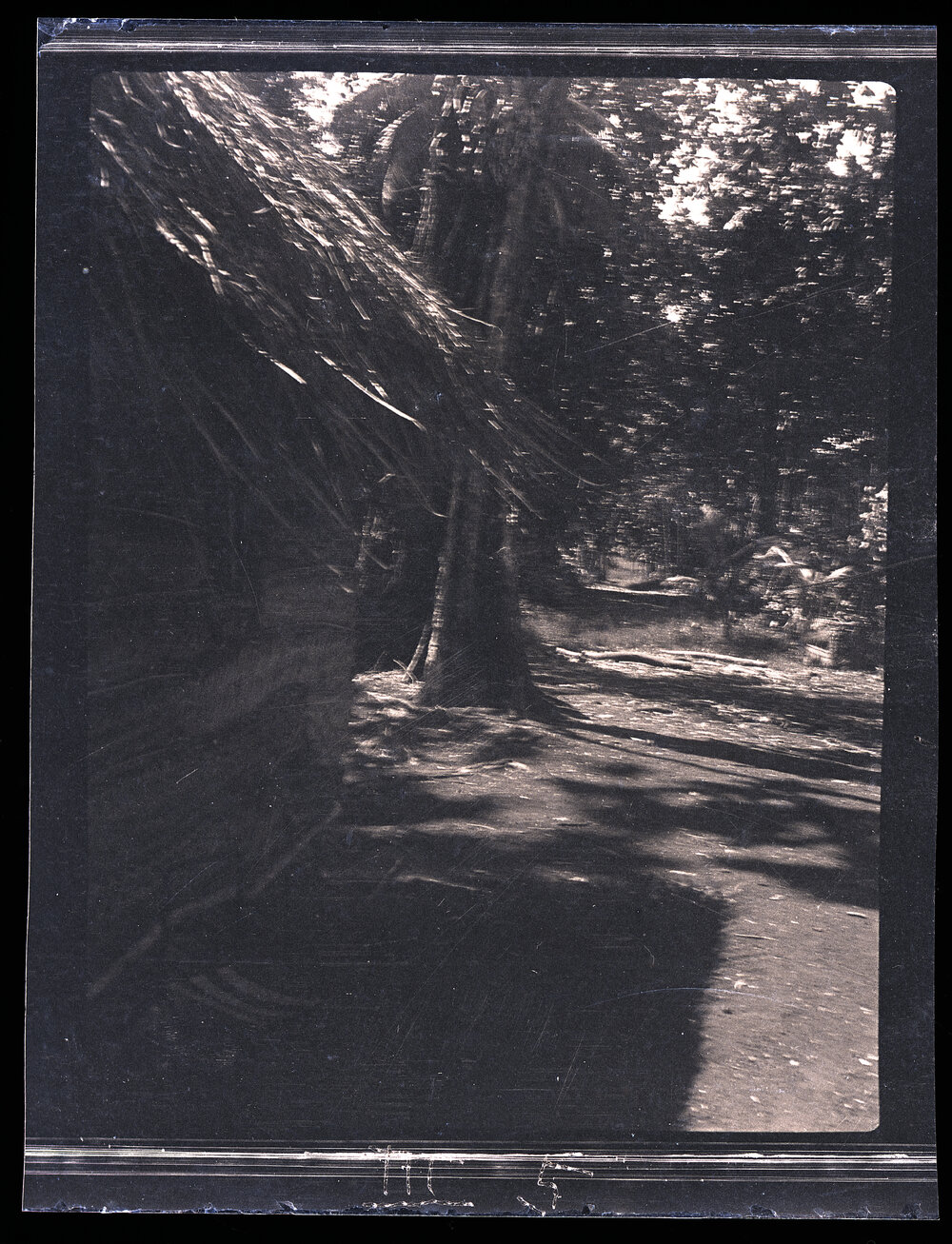 [Manum Island, New Guinea] Looking Down the Path Leading from my [Camilla Wedgwood] House to Waia