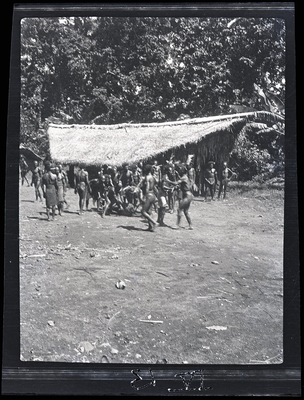 [Manum Island, New Guinea] Dropping the Pig. A Necessary Part in the Ritual of Presenting a Large Pig