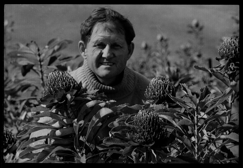 Paul Nixon with Waratahs Grown at Camden Plantation