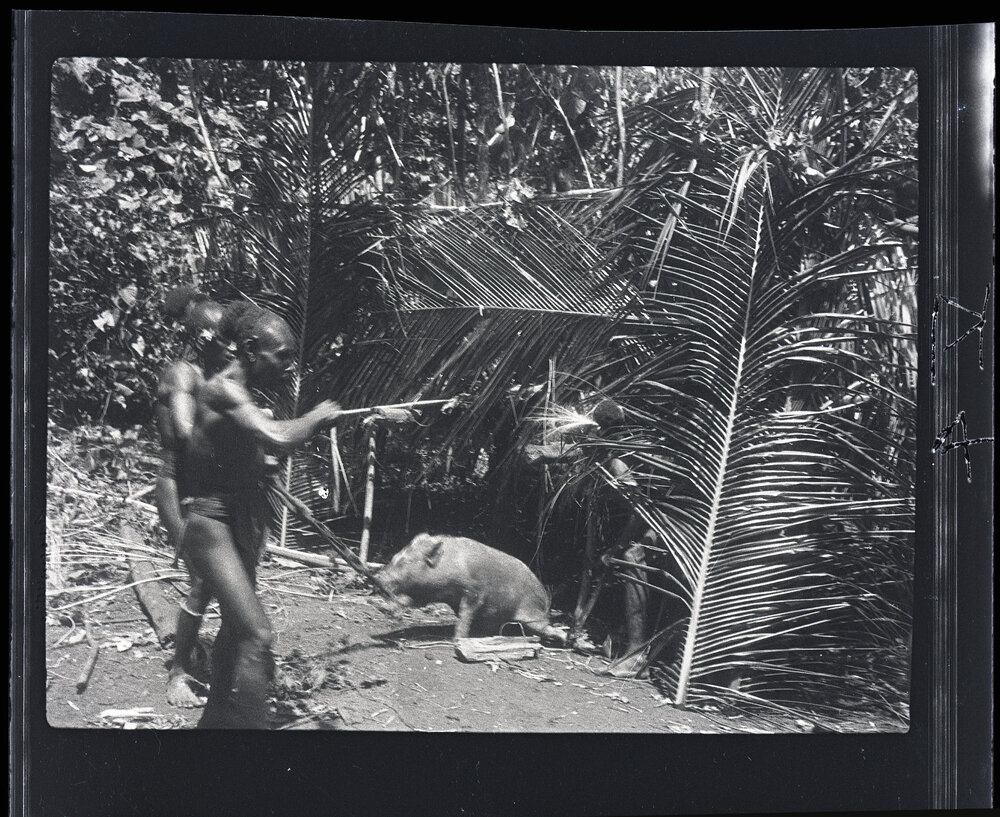 [Manum Island, New Guinea] Aimadoija of Waia Pulling a Pig From Under the House to Present to One, of the Visiting Tanepwa