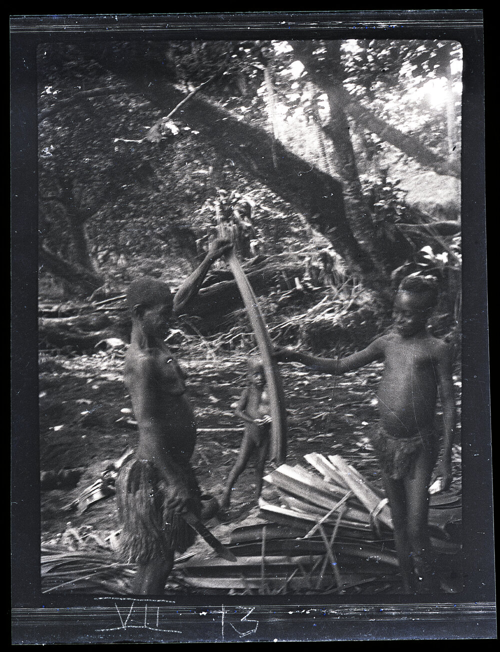 [Manum Island, New Guinea] Cutting Pandanus Leaves for Making a Petticoat