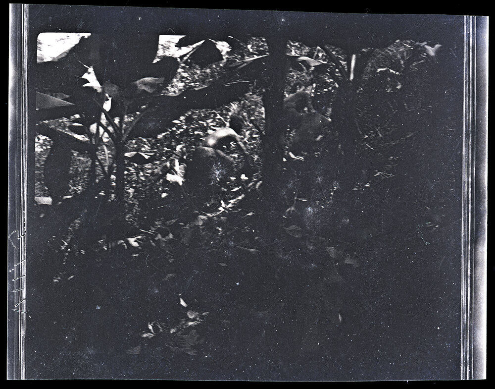[Manum Island, New Guinea] In a Garden Containing Banana and Taro