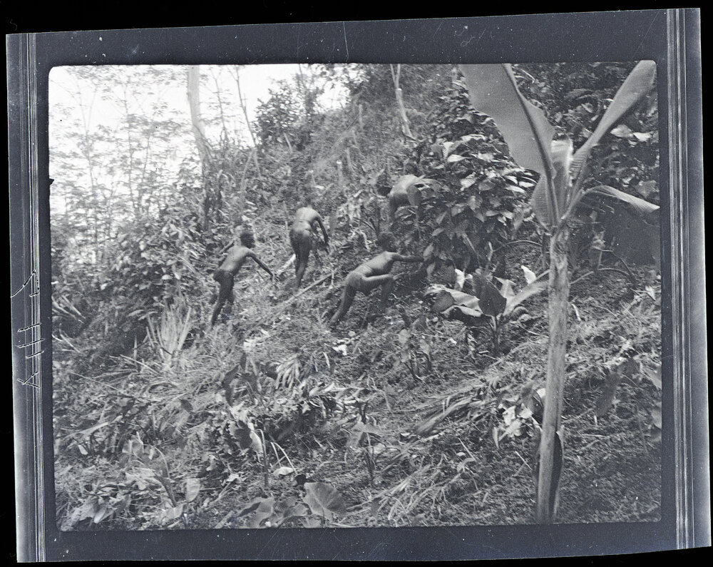 [Manum Island, New Guinea] Weeding in this Garden. Note the Steep Slope of the Garden