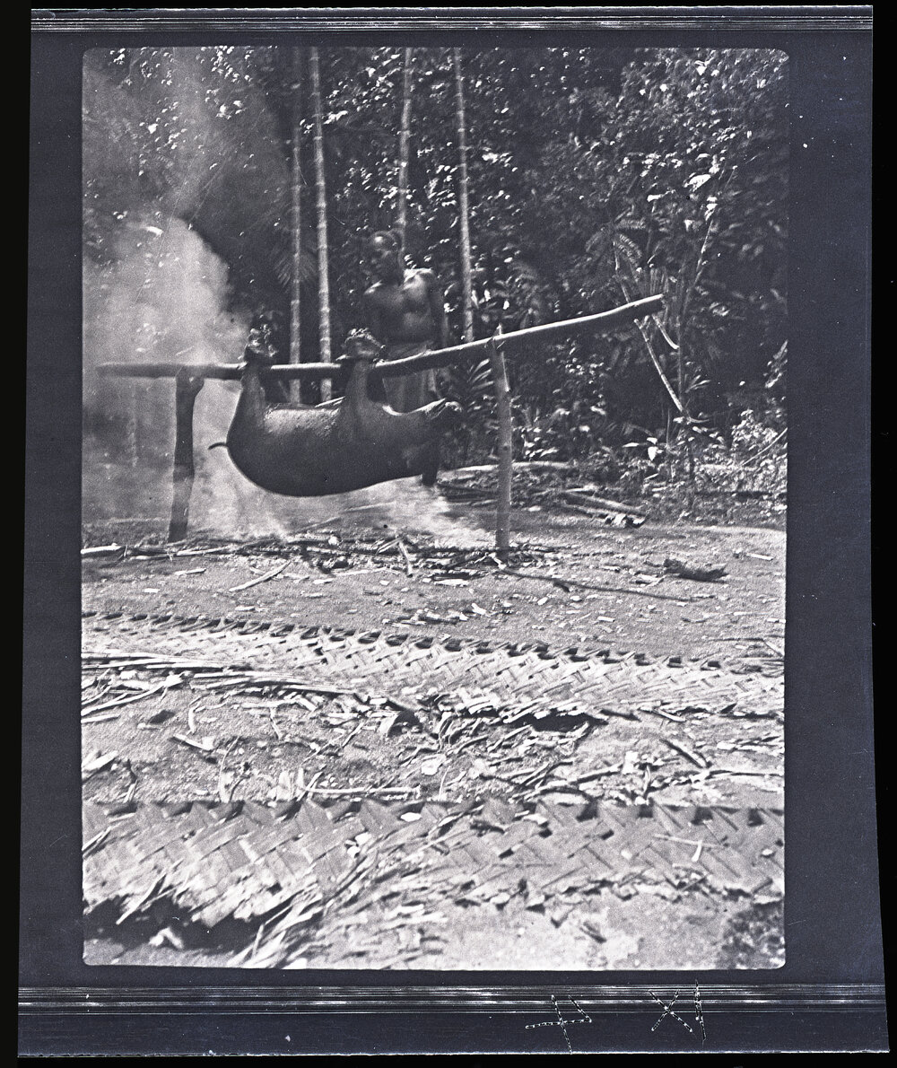 [Manum Island, New Guinea] The Pig After Being Singed