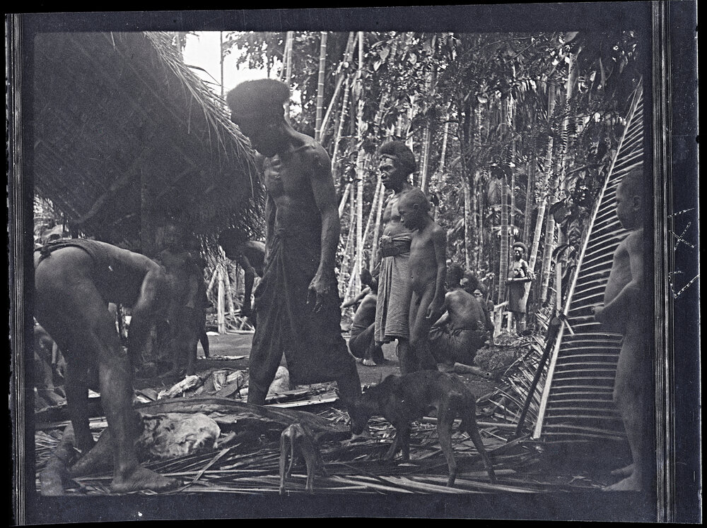 [Manum Island, New Guinea] Cutting up the Pig; Later Stages 