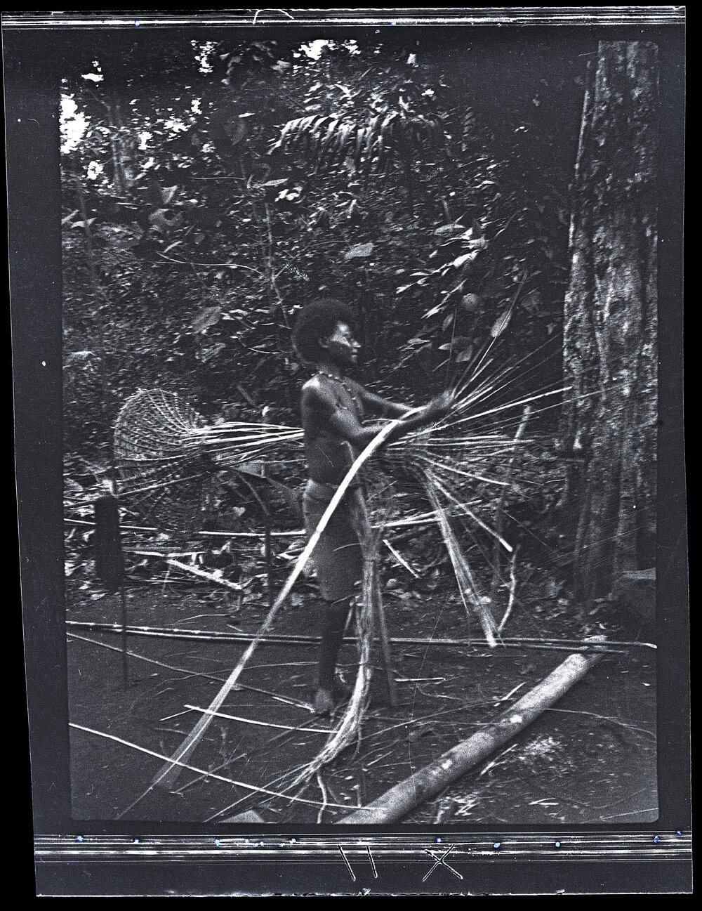 [Manum Island, New Guinea] Making a Large Fish Trap: Early Stages