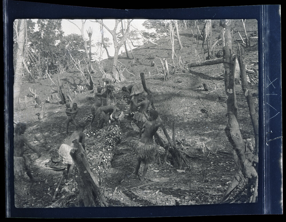 [Manum Island, New Guinea] The Taro Laid in Bundles Resting on Logs Before Being Magicked