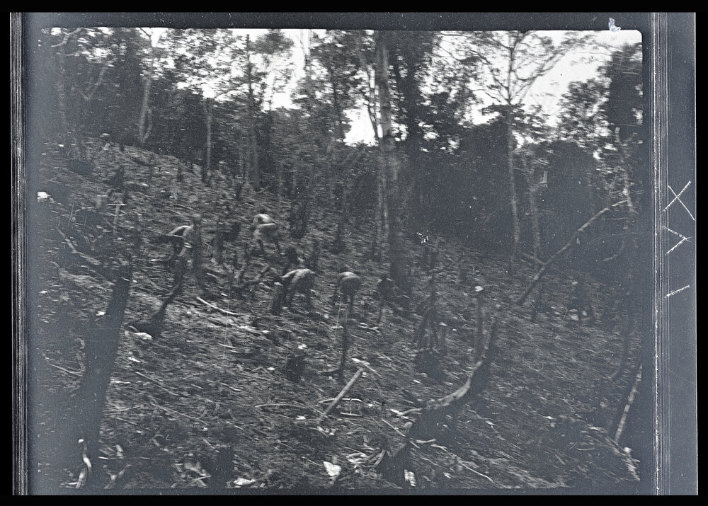 [Manum Island, New Guinea] Women Planting