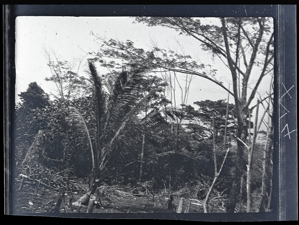 [Manum Island, New Guinea] The Bush at the Edge of the Garden