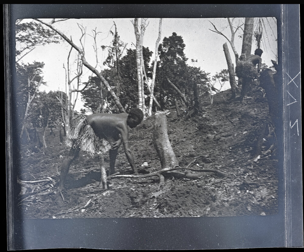 [Manum Island, New Guinea] A Woman Planting