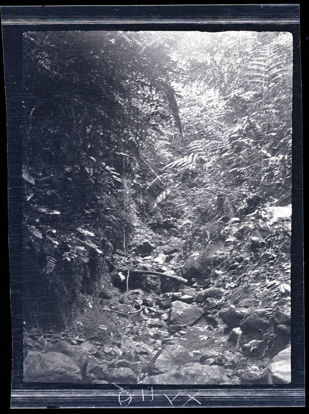 [Manum Island, New Guinea] The Gulley on the Path from Mwanuya to Ramaieno. Taken from the Bottom of the Gulley