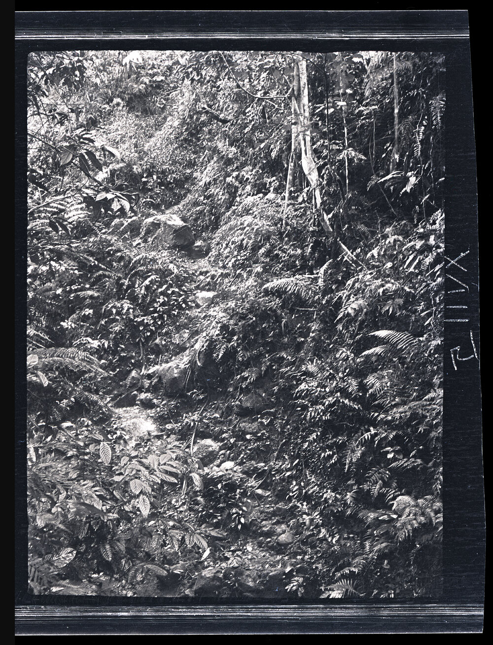 [Manum Island, New Guinea] The Gulley on the Path from Mwanuya to Ramaieno