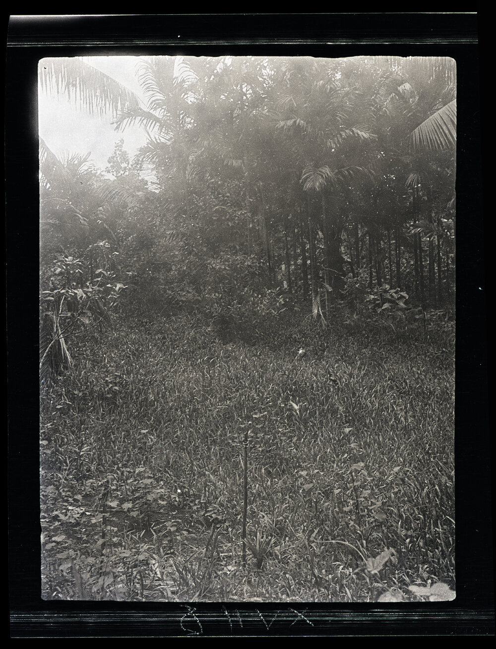 [Manum Island, New Guinea] A Deserted Homestead Site near Mwanuya
