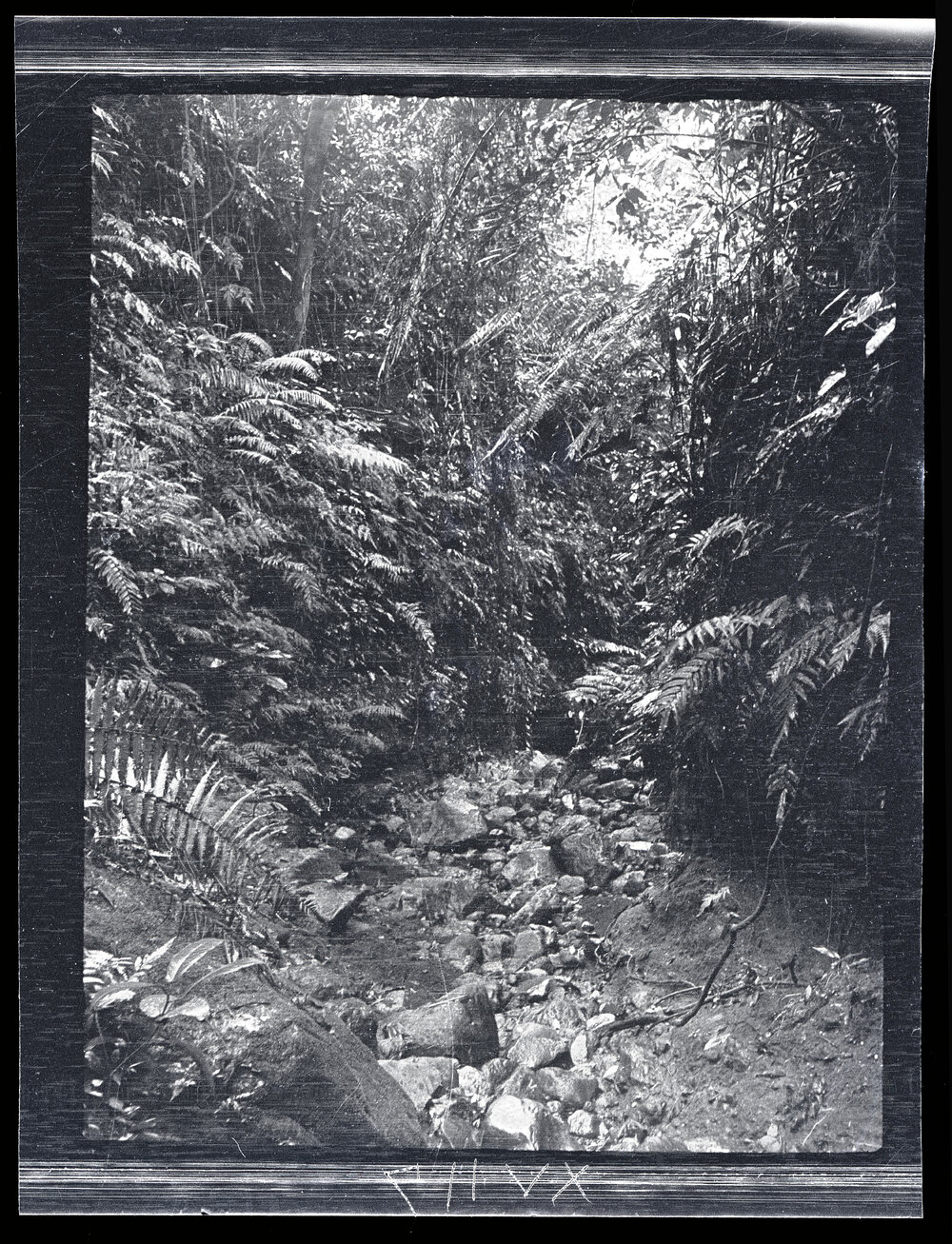[Manum Island, New Guinea] The Gulley on the Path from Mwanuya to Ramaieno. Looking Towards the Sea