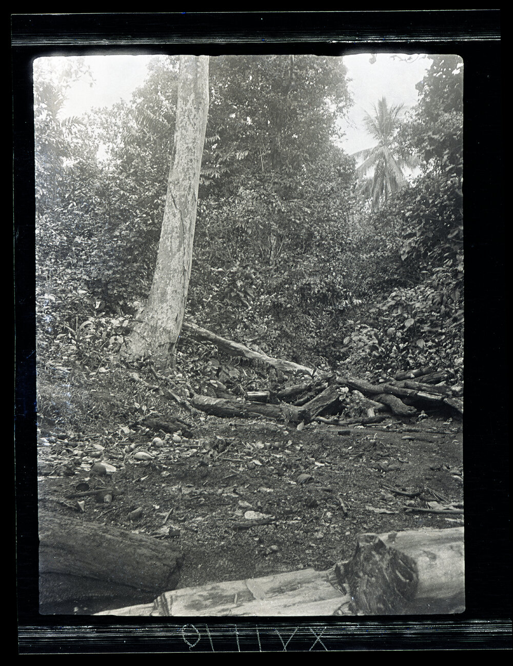[Manum Island, New Guinea] The Bottom of Dabwa Gulley Showing the Men&rsquo;s Washing Place, and the Accumulations of Driftwood