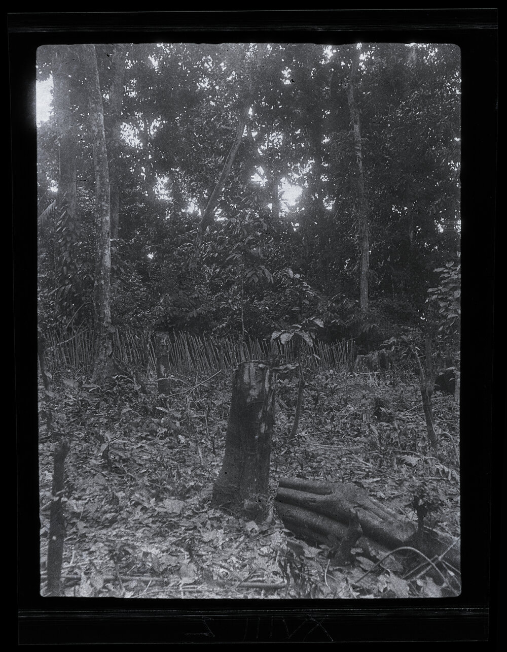 [Manum Island, New Guinea] A Village Garden Cleared for Basi, Yabururu&rsquo;s Son