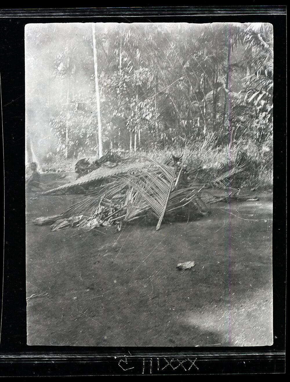 [Manum Island, New Guinea] The Food Supplied for the Women of Madauri and Waia Respectively