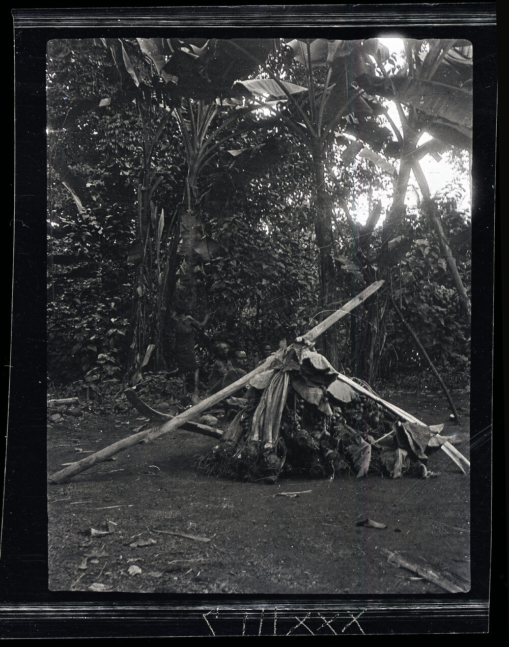 [Manum Island, New Guinea] The Food Supplied for the Men of Madauri 