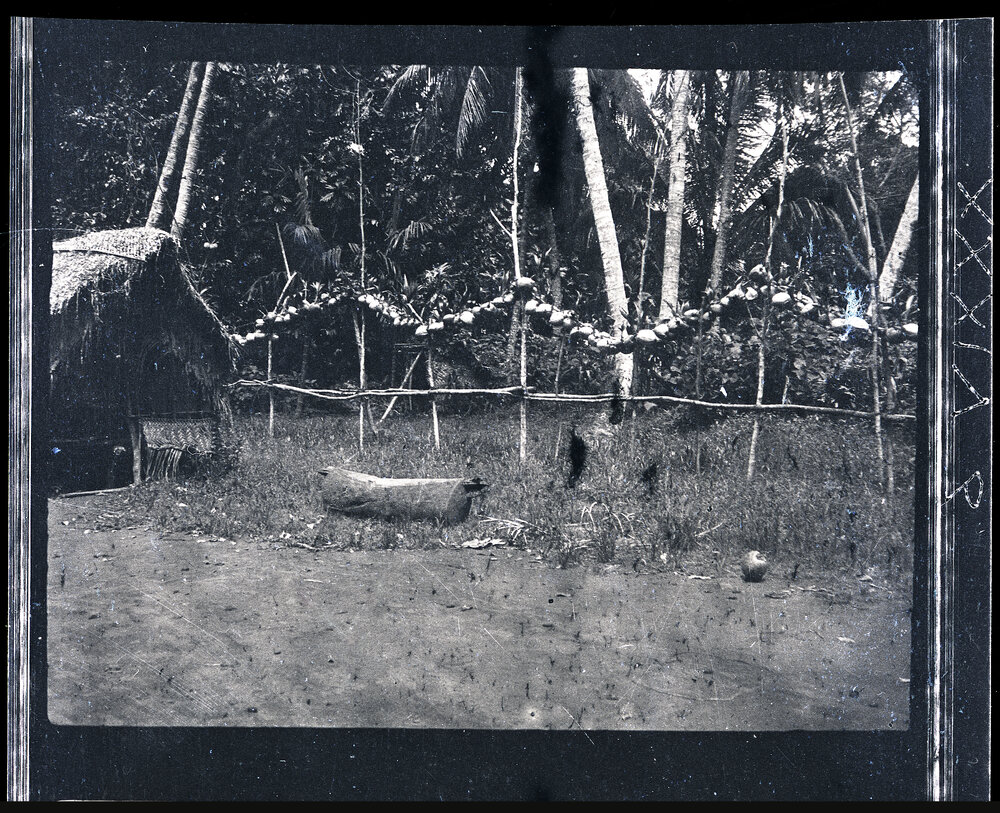 [Manum Island, New Guinea] Coconuts Hung out to Store Pending a Feast