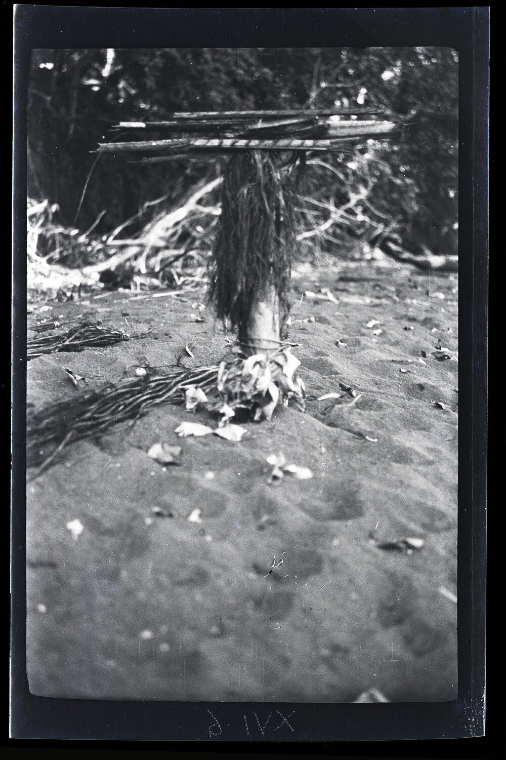 [Manum Island, New Guinea] Banana Stumps used for Checking the Fire During the Process of Burning a Canoe