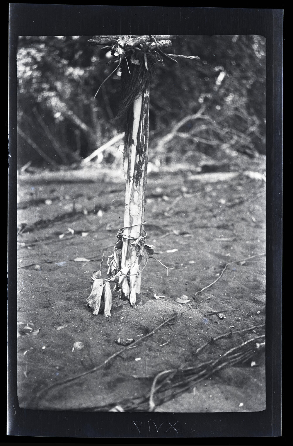 [Manum Island, New Guinea] Banana Stumps used for Checking the Fire During the Process of Burning a Canoe