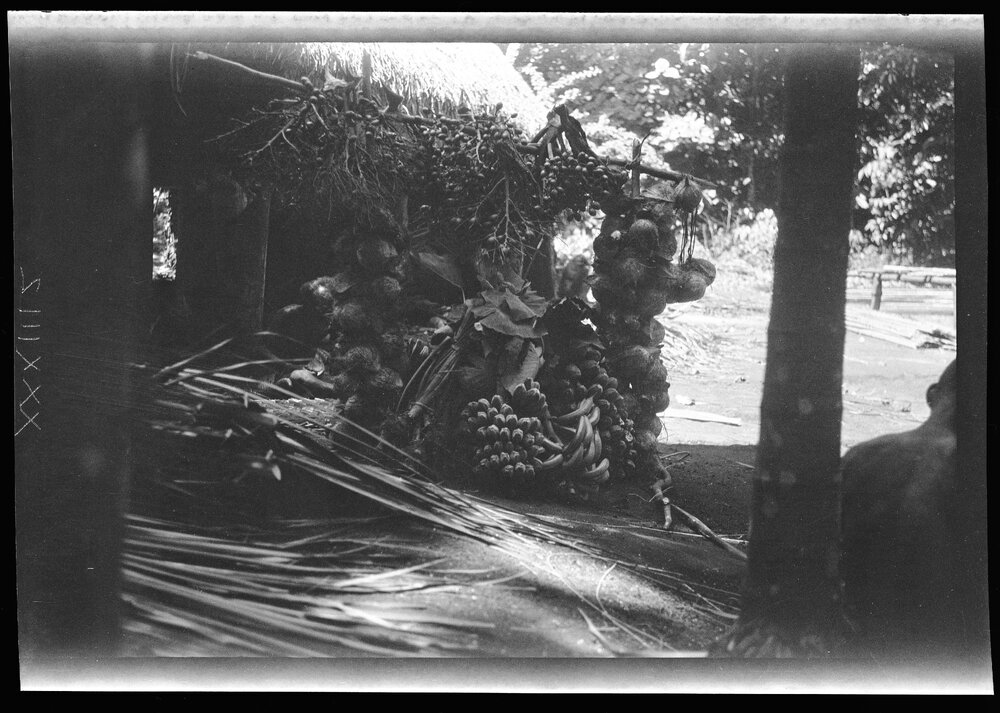 [Manum Island, New Guinea] The Food - Coconuts, Areca Nuts, Taro, Bananas, etc