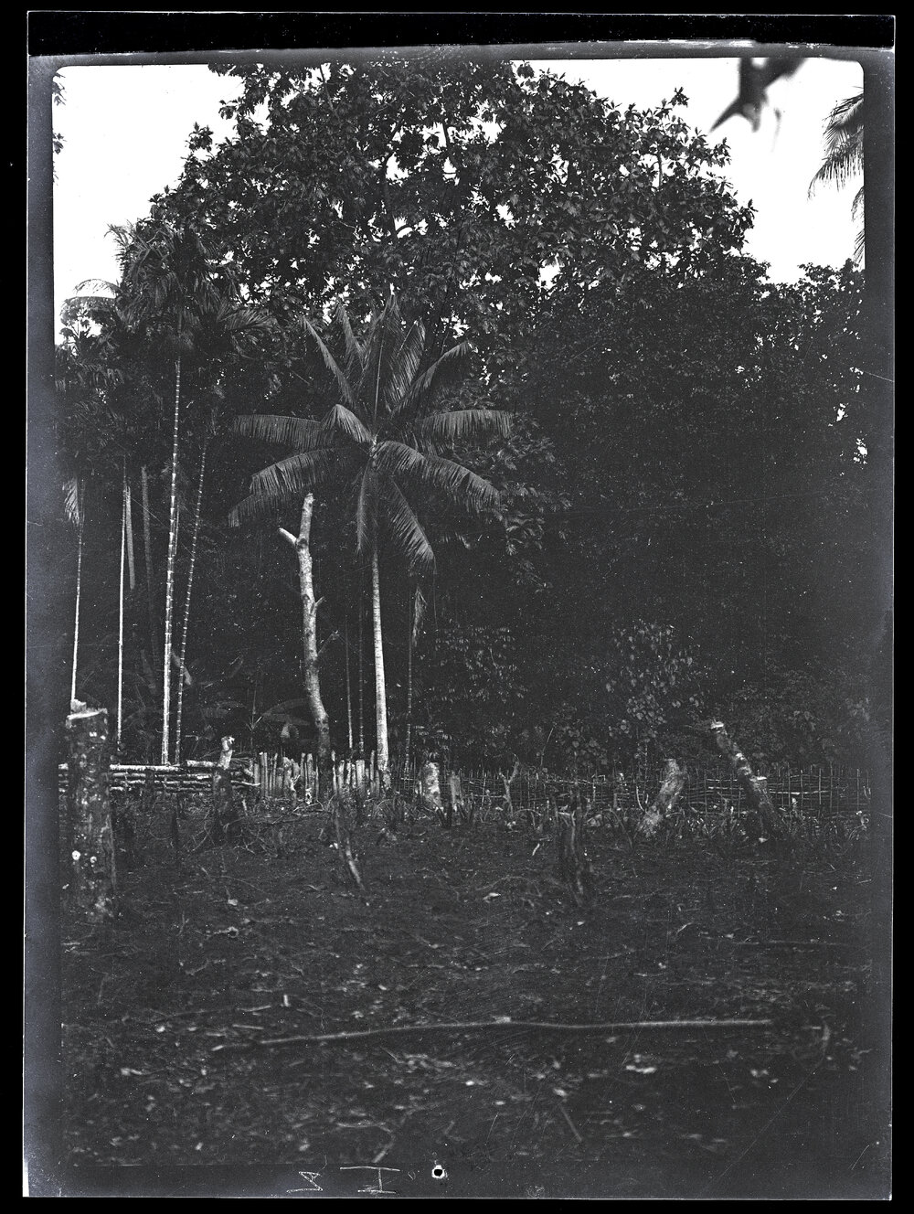 [Manum Island, New Guinea] The New and Partially Planted Village Garden of Borau- tsi'i and Abarapuŋ