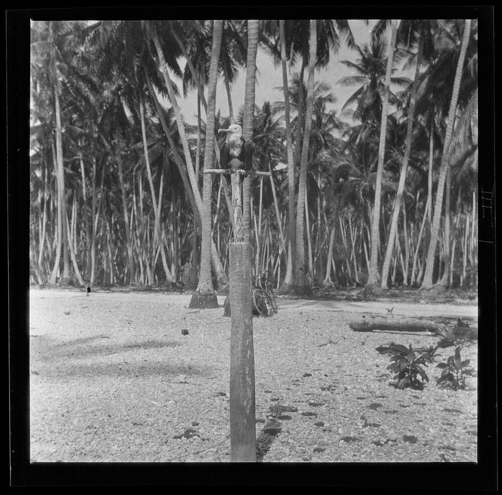[Narau] In the Homestead of Gadaraua. A Captive Frigate Bird on its Perch