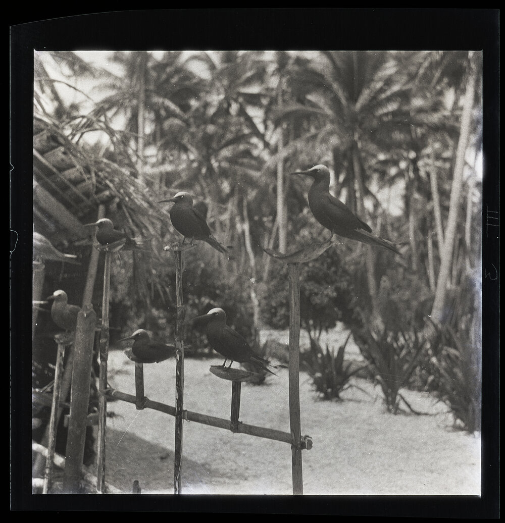 [Narau] Tame Black Noddies on their Stand (Tjegbet&rsquo;s Homestead)