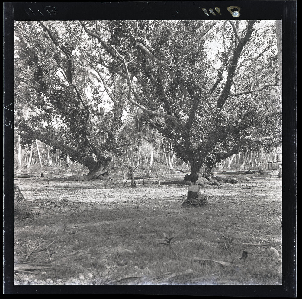 [Narau] The Old Dancing Ground of Yarren Overshadowed by Two Large Tomano Trees