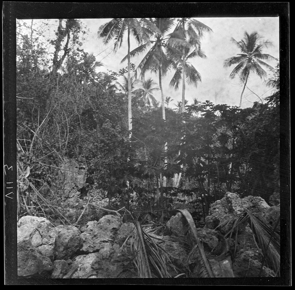 [Narau] A Pawpaw Plantation Enclosed by Coral Walls Just Inside Hole-in-the-Wall