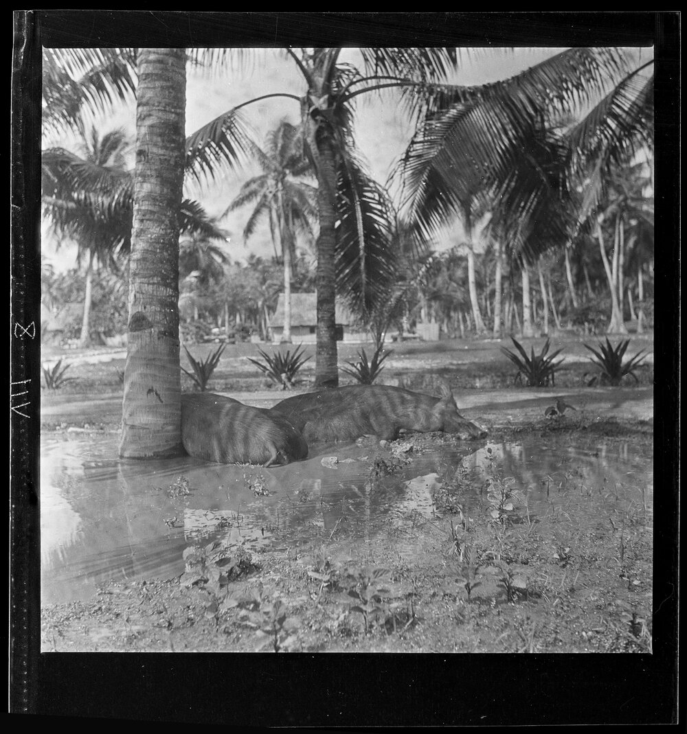 [Narau] The Administrator&rsquo;s Prize Tamworths Enjoy the Wet Season