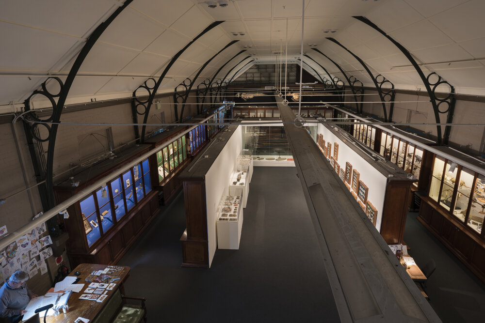 Detail of Macleay Museum Ceiling and Display Cabinets