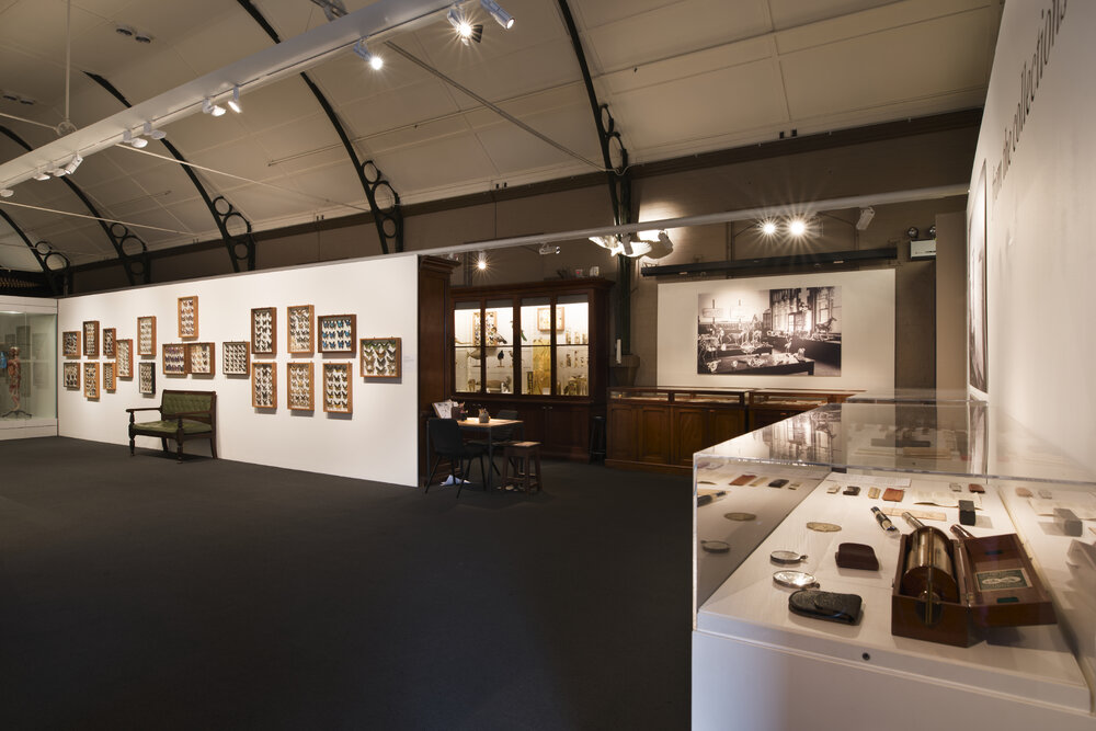 Macleay Museum Display of Butterflies
