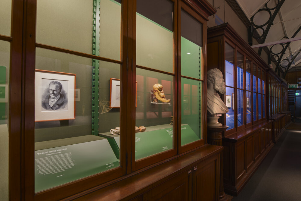 Macleay Museum Display Cabinet